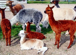 alpakafarm2